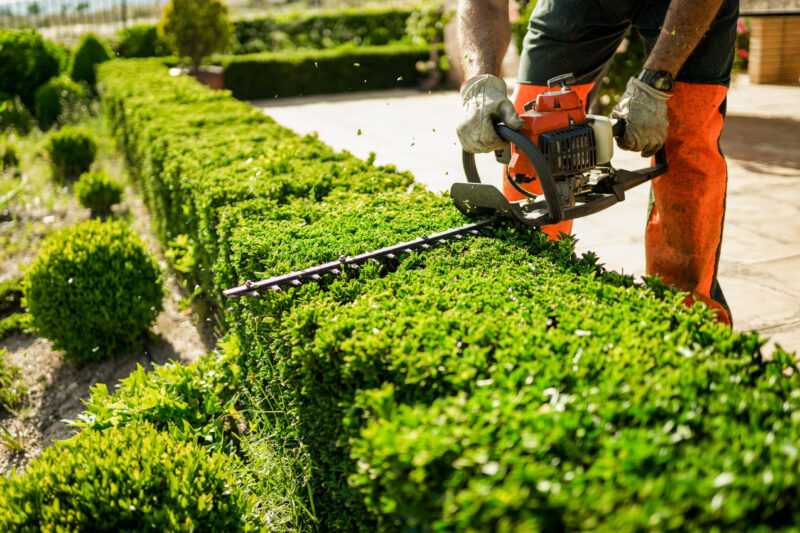 Tree Trimming Specialist in Houston