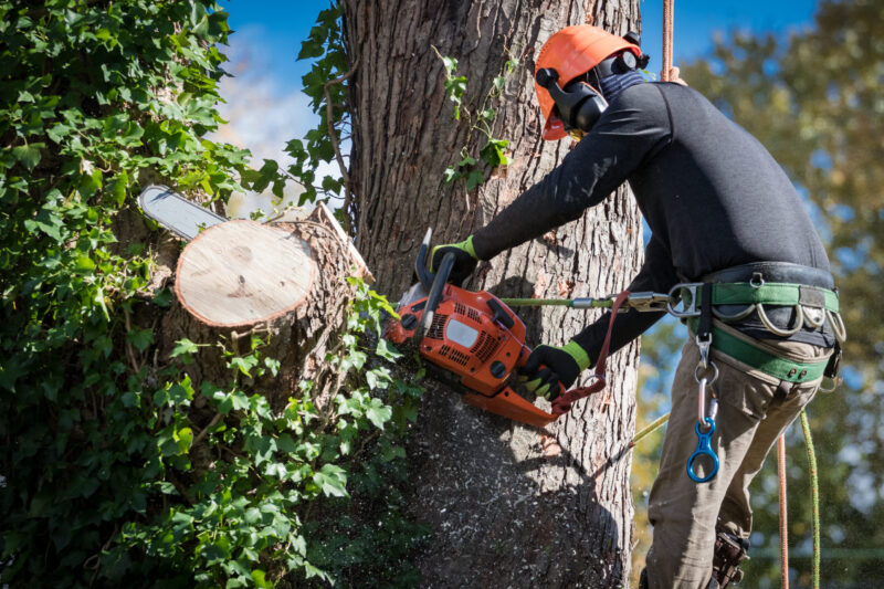 Emergency Tree Removal Service Houston