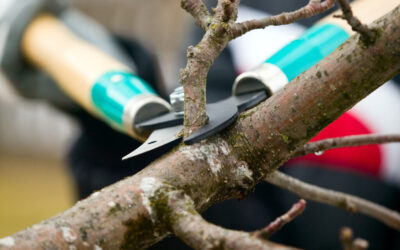 Tree Maintenance Detail