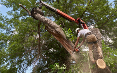 Dead Tree Assessment