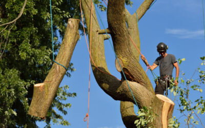 Dead Tree Limb Removal