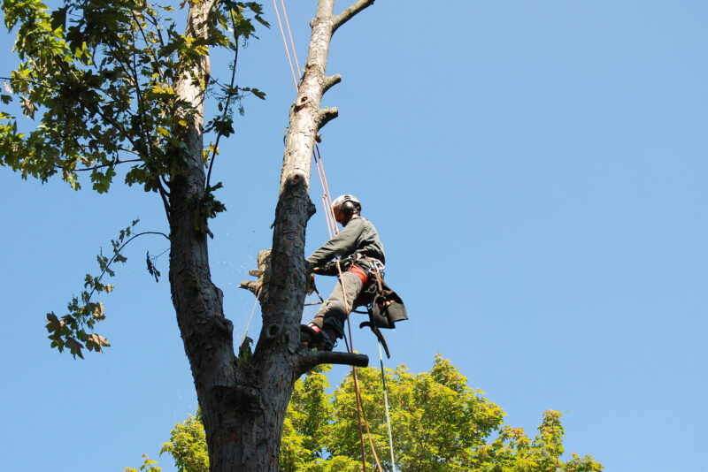 Professional Tree Services in Houston TX