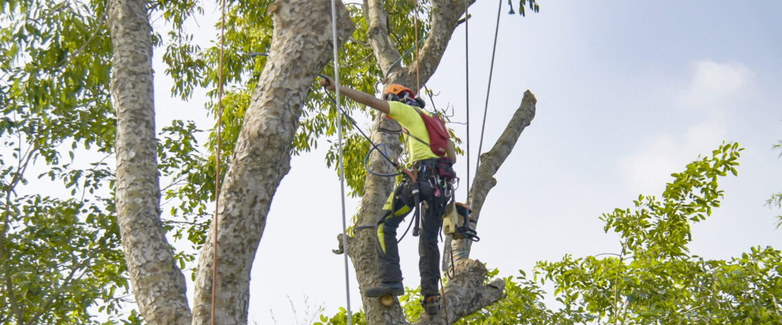 Large Dead Tree Removal