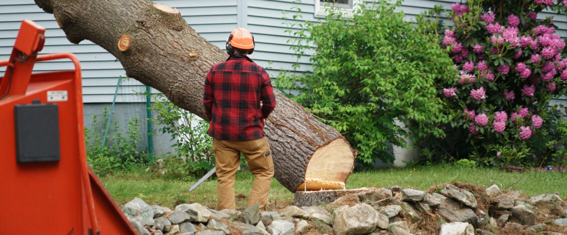 Fallen Dead Tree