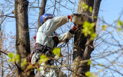 Tree Pruning Equipment