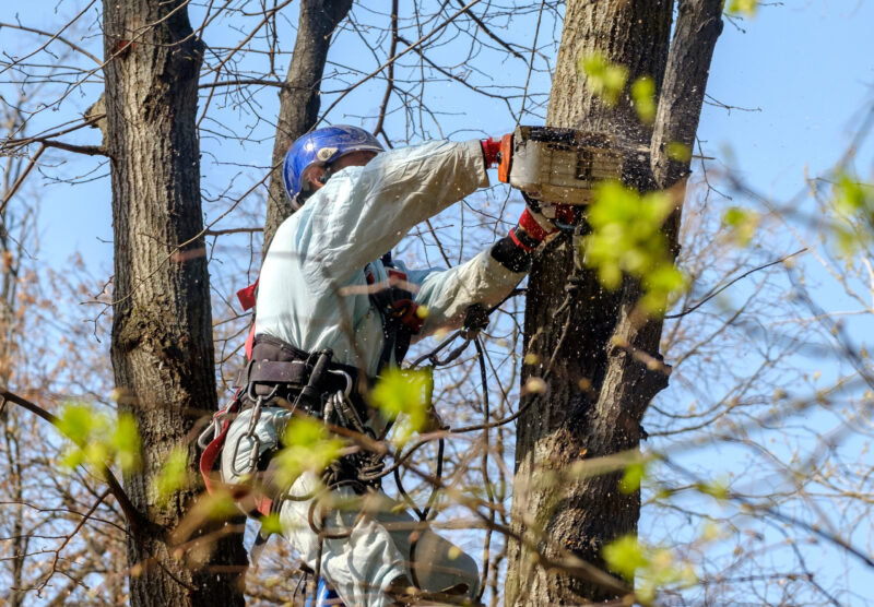 Professional Tree Service in Houston