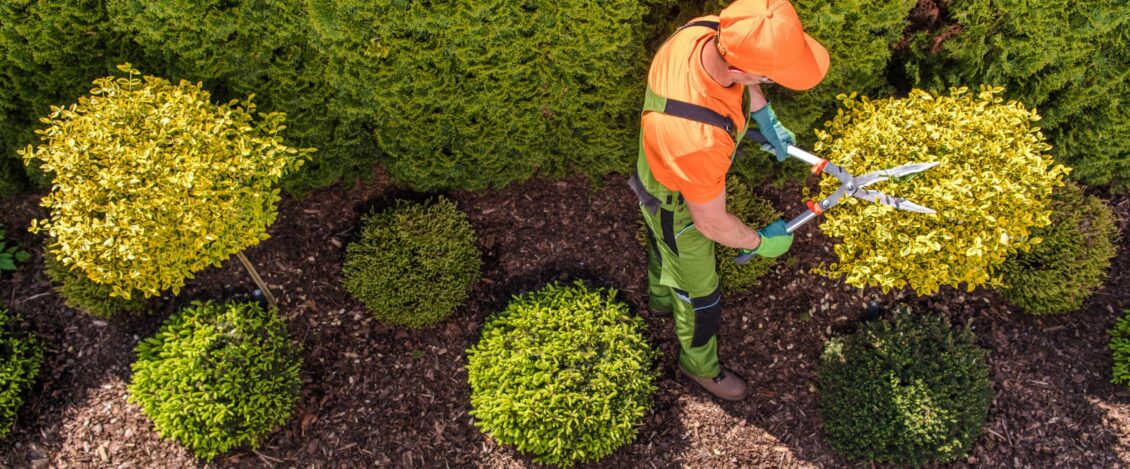 Professional Tree Service Crew