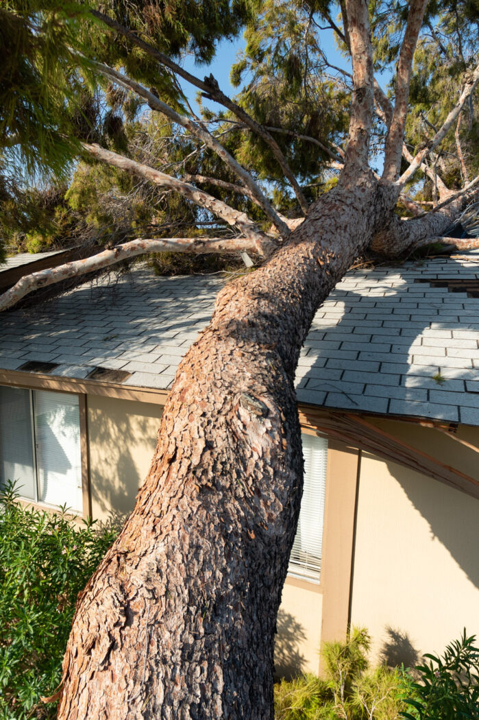 Tree Service Project in Houston