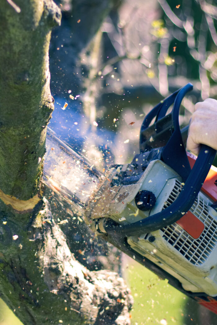 Tree Care Team Houston