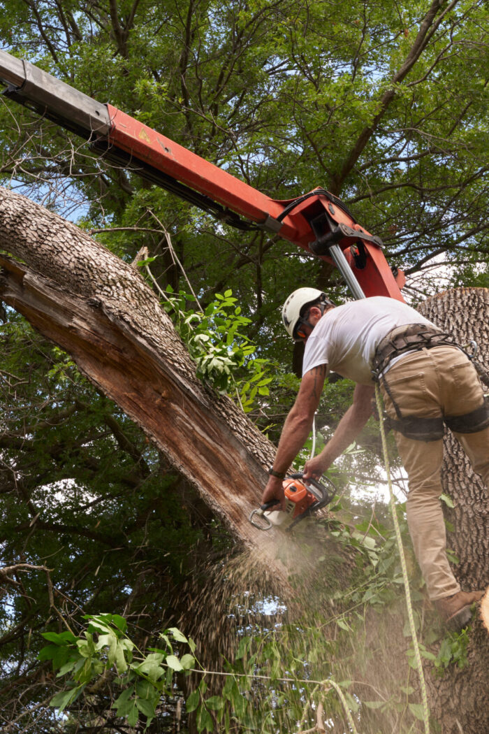 Professional Tree Cleanup Texas
